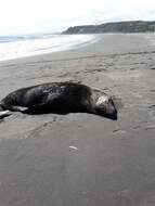 Image of Juan Fernández Fur Seal