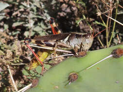 Melanoplus eumera Hebard 1920的圖片