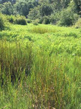 Image of cosmopolitan bulrush