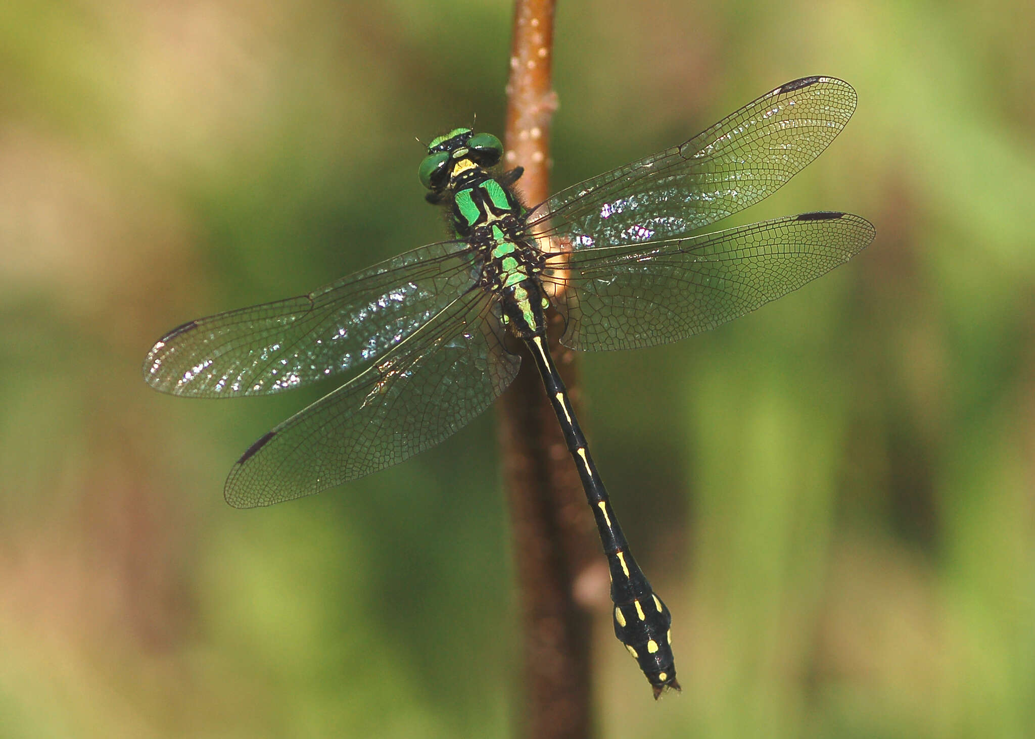 صورة Ophiogomphus anomalus Harvey 1898