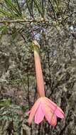 Image of Passiflora trianae Killip