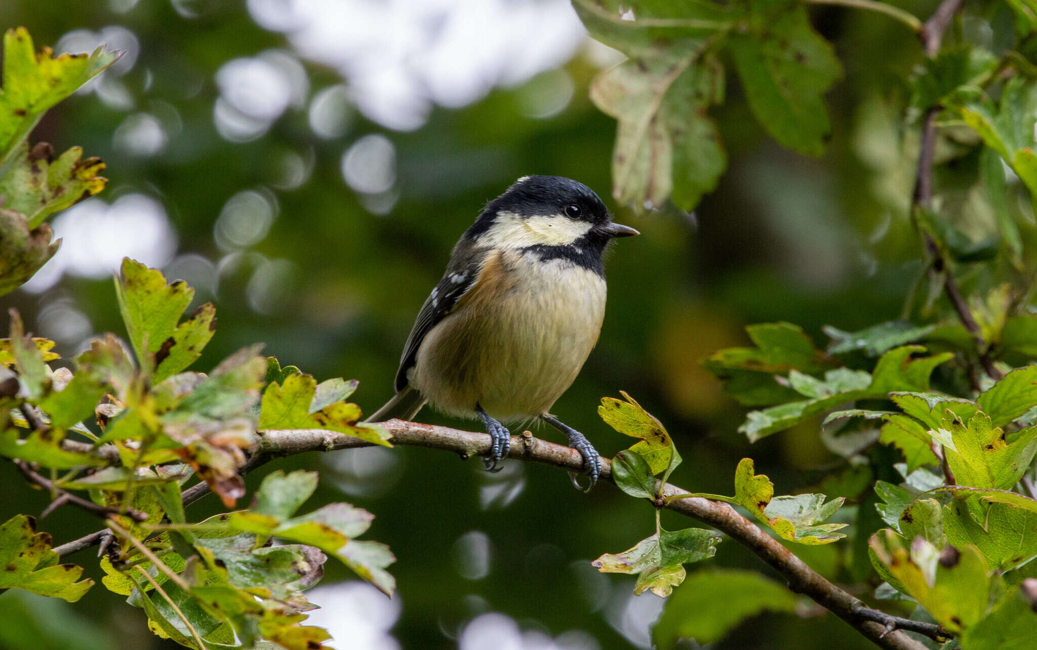 Image of Periparus ater hibernicus (Ingram & W 1910)