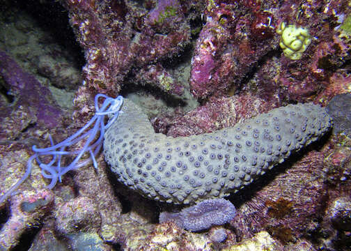 Image of Holothuria (Theelothuria) turriscelsa Cherbonnier 1980