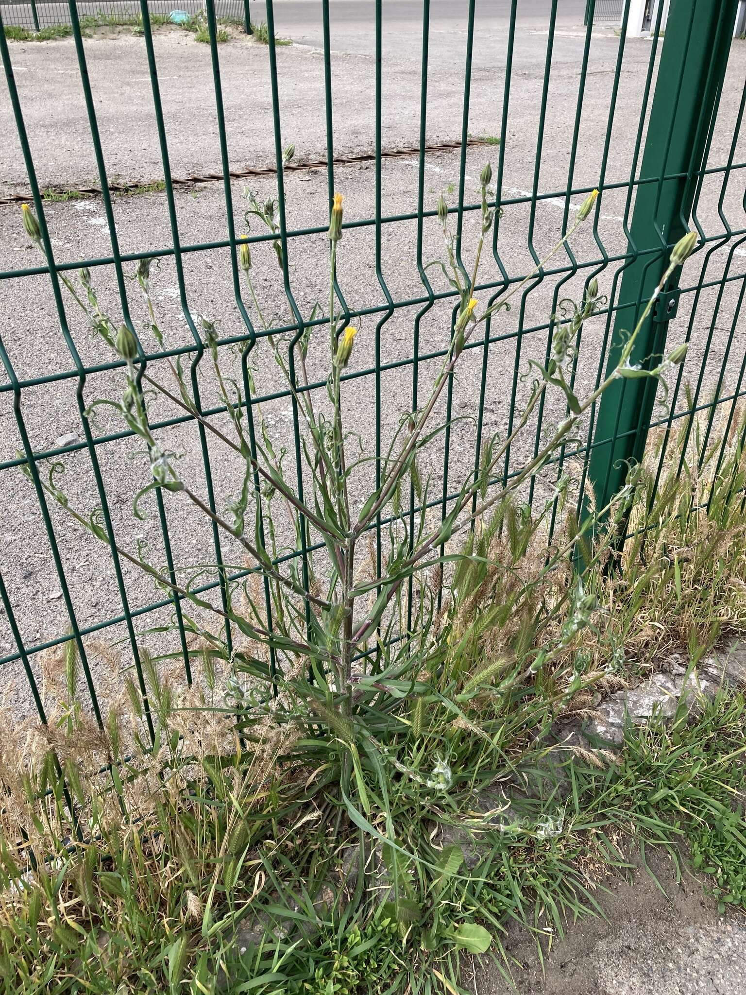 Image of Tragopogon podolicus Besser ex DC.