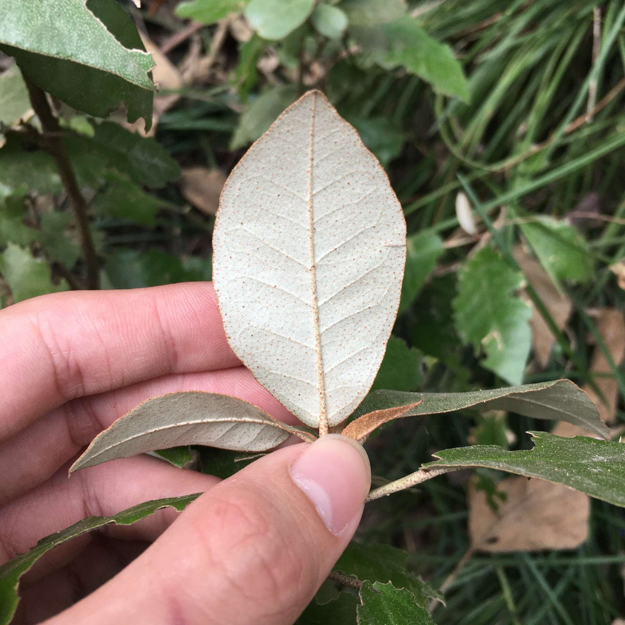 Imagem de Croton cascarilloides Raeusch.