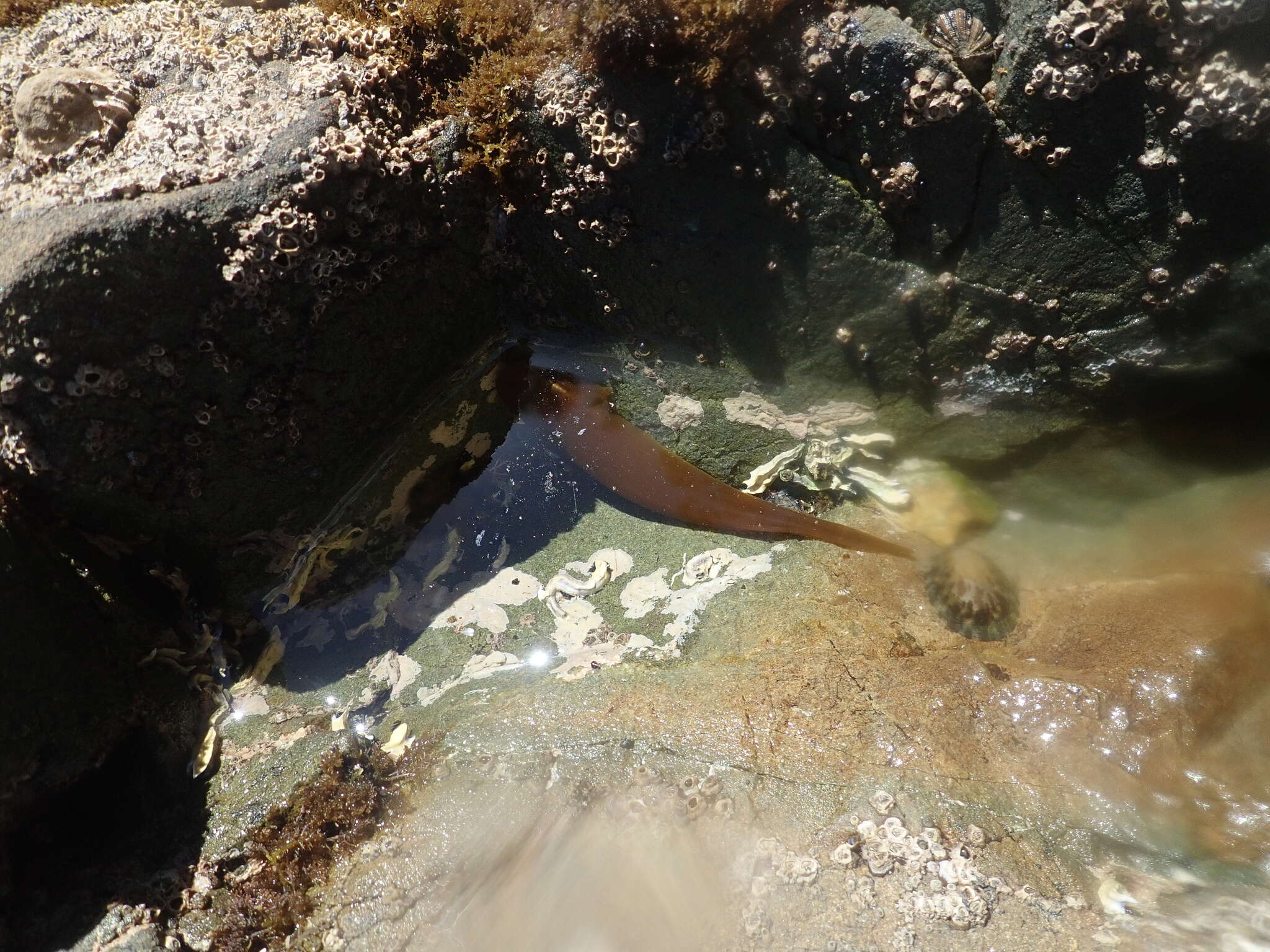 Image of Giant clingfish