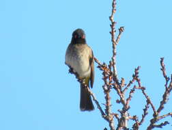 Image of African Red-eyed Bulbul