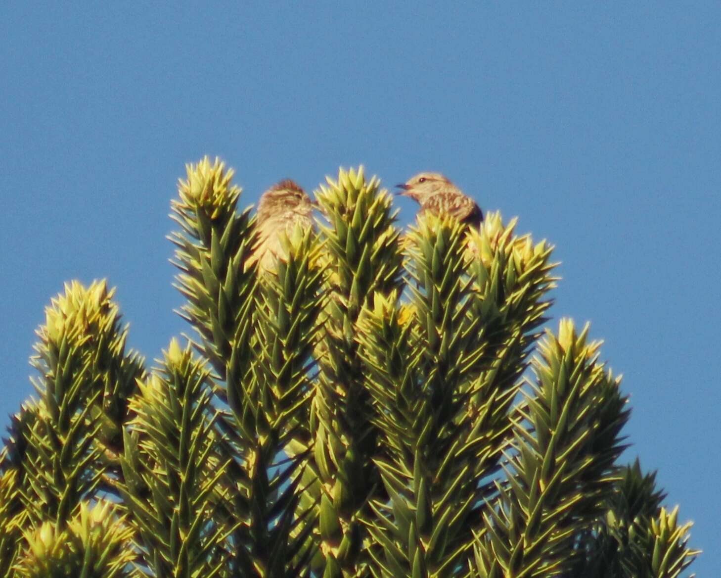 Image of Striolated Tit-Spinetail