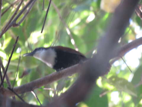 Image of Black-bellied Wren