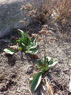 Imagem de Limonium californicum (Boiss.) Heller