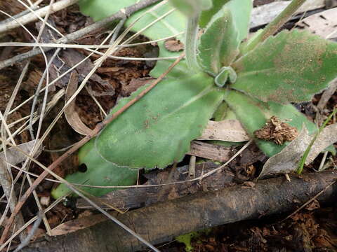 Senecio speciosus Willd. resmi