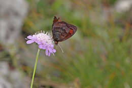 Image of Water Ringlet