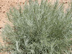 Artemisia filifolia Torr. resmi