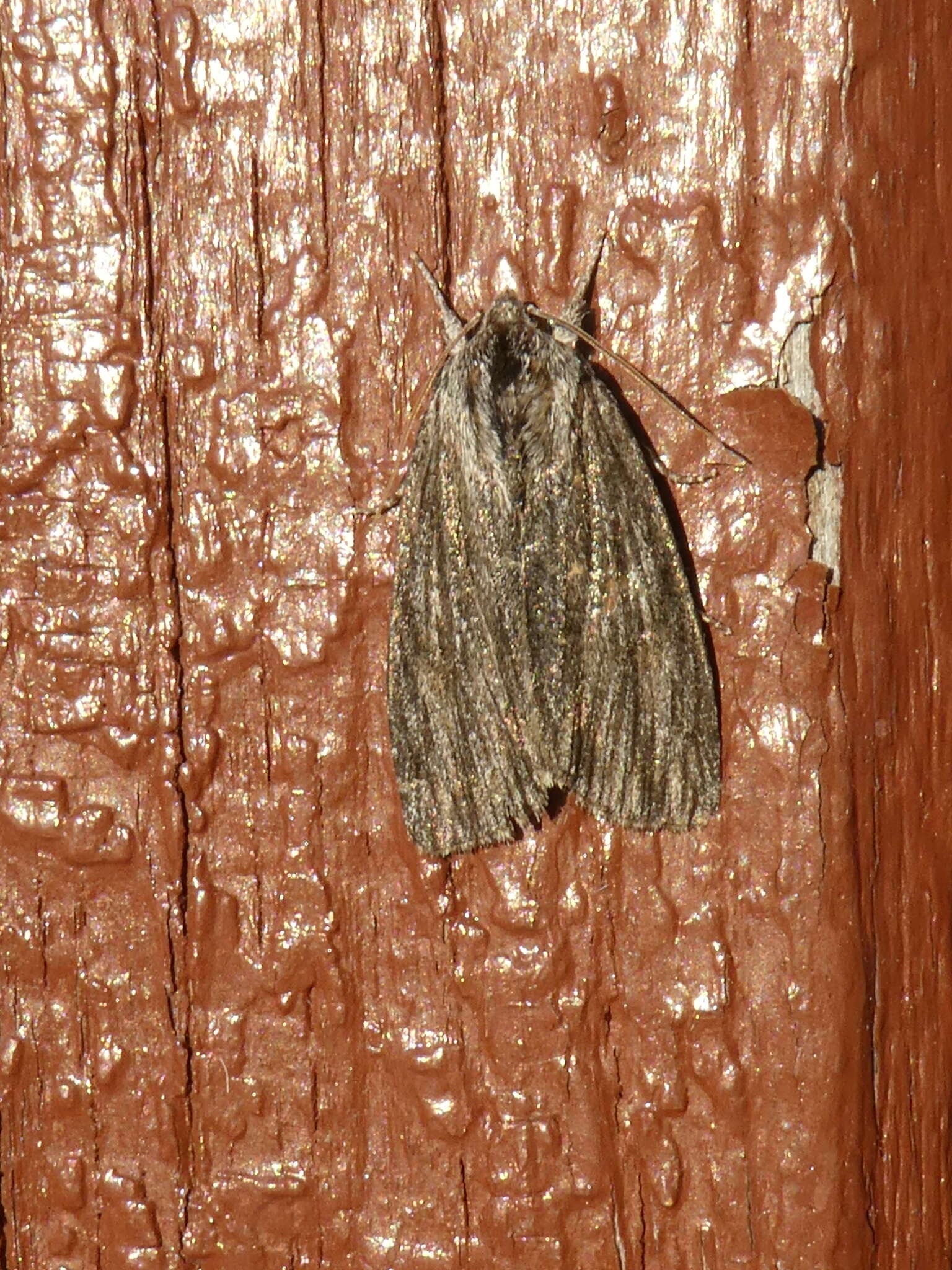 Acronicta lithospila Grote 1874的圖片