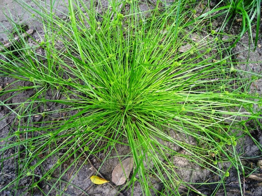 Image of Cyperus humilis Kunth