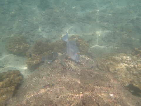 Image of Finescale Triggerfish