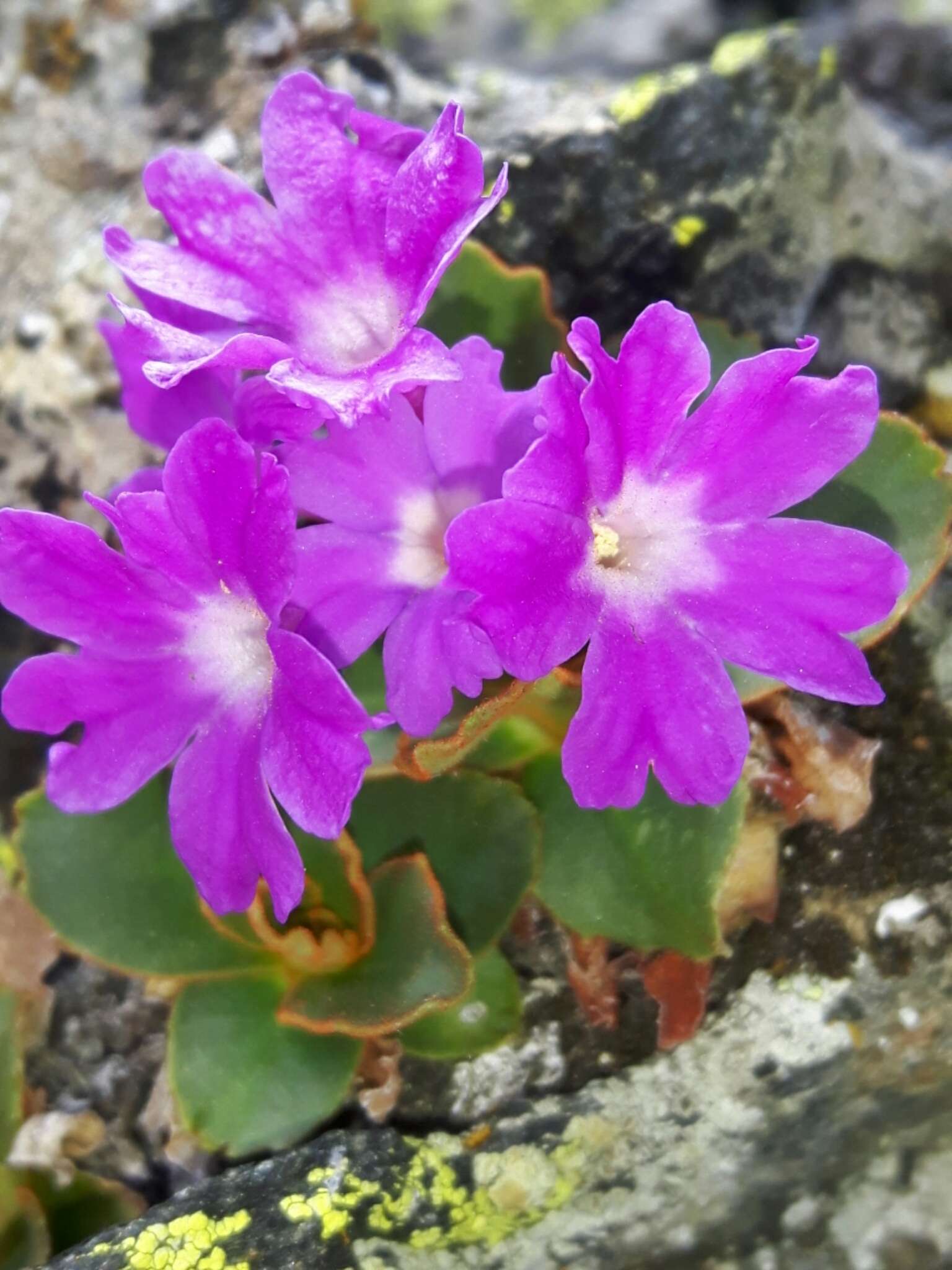 Image of Primula pedemontana Gaudin