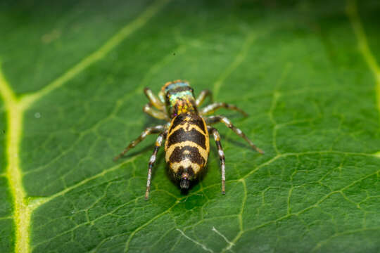 Image of Cosmophasis squamata Kulczyński 1910