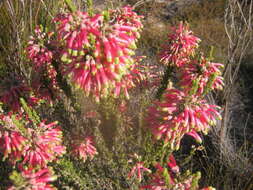 Image of Ever-flowering heath