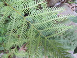 Image of Fern