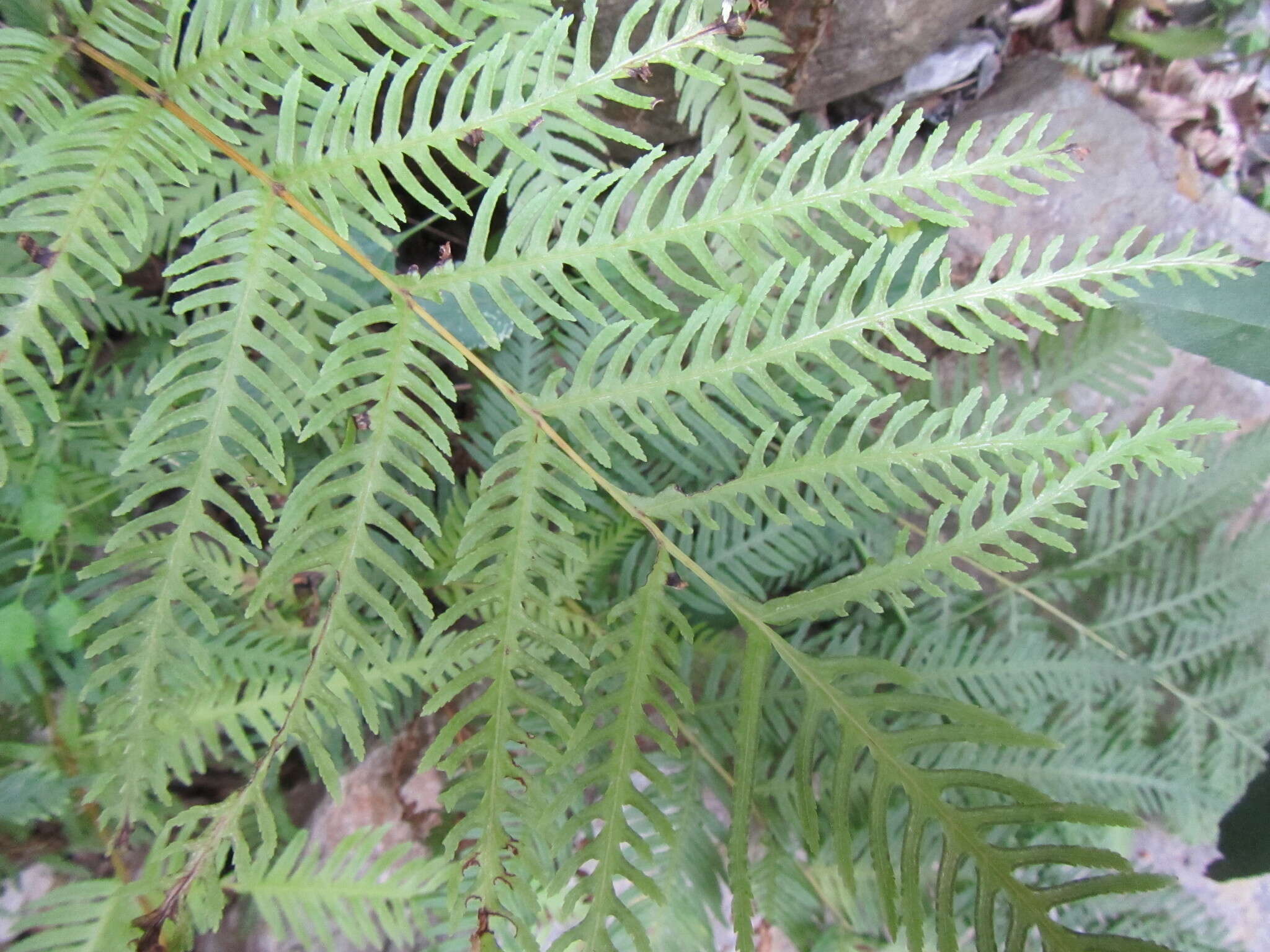 Imagem de Pteris dentata Forsk.