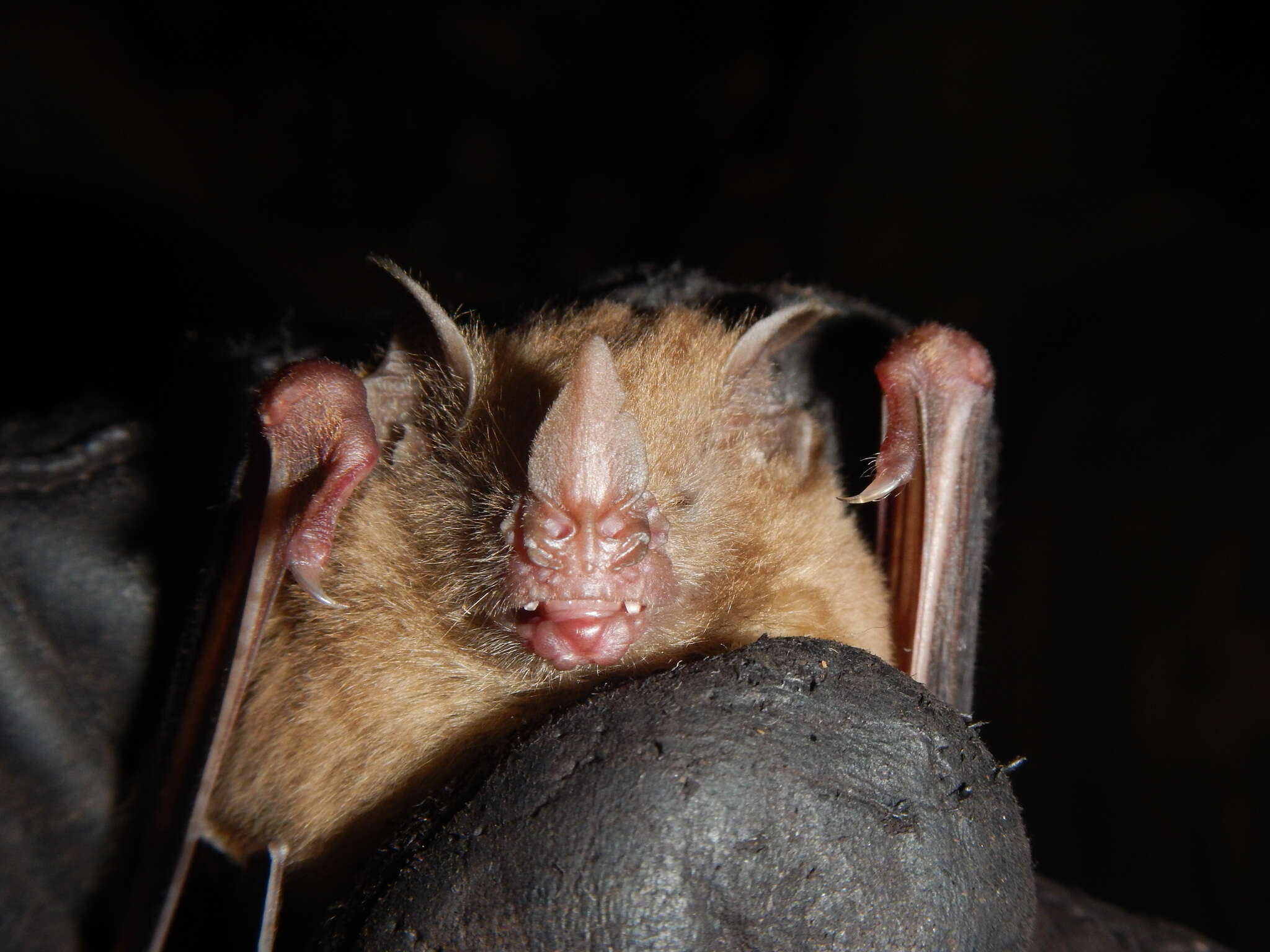 Image of dwarf little fruit bat