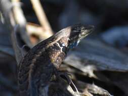 Image of Bluebelly Lizard