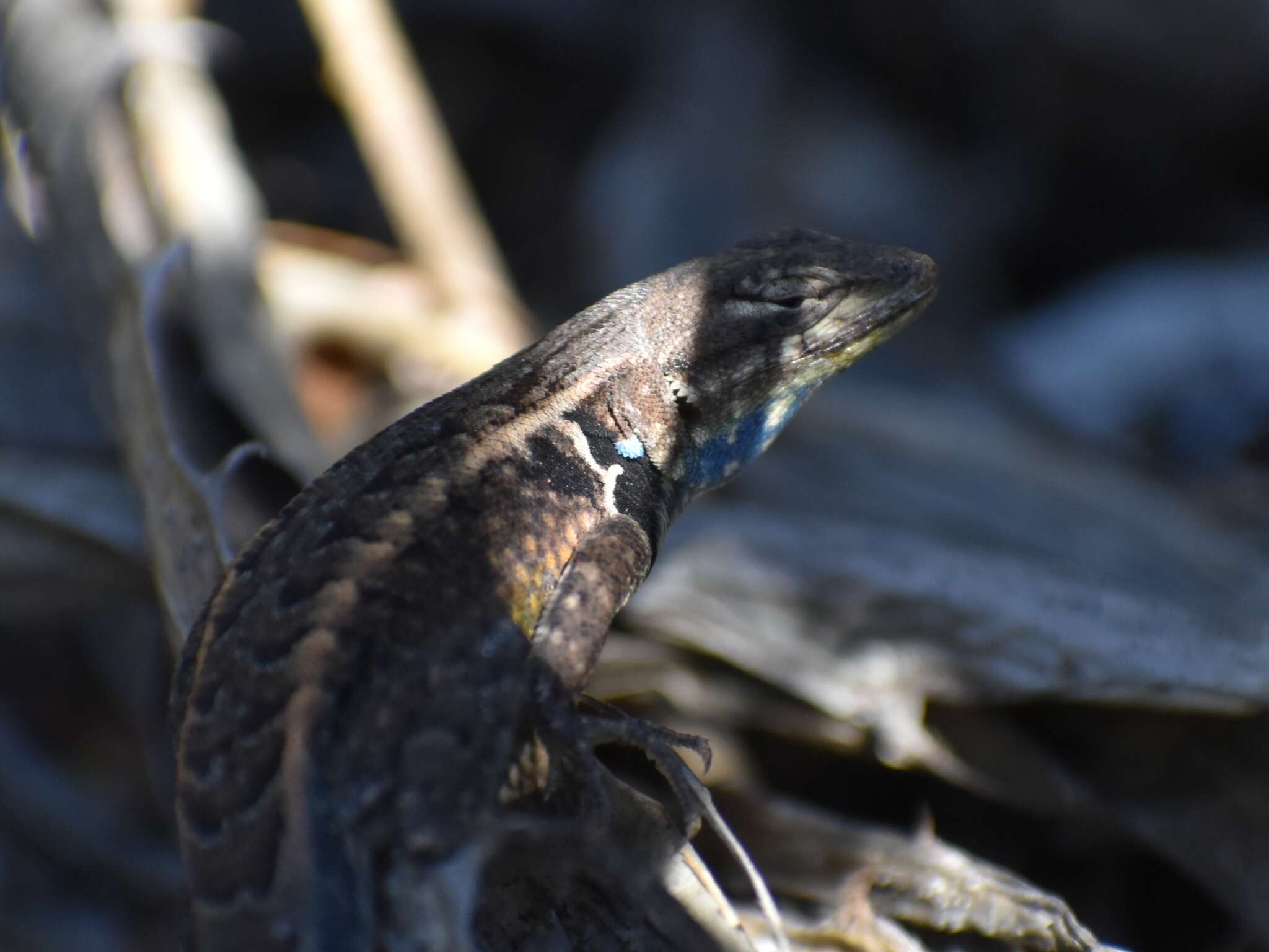 Image of Bluebelly Lizard