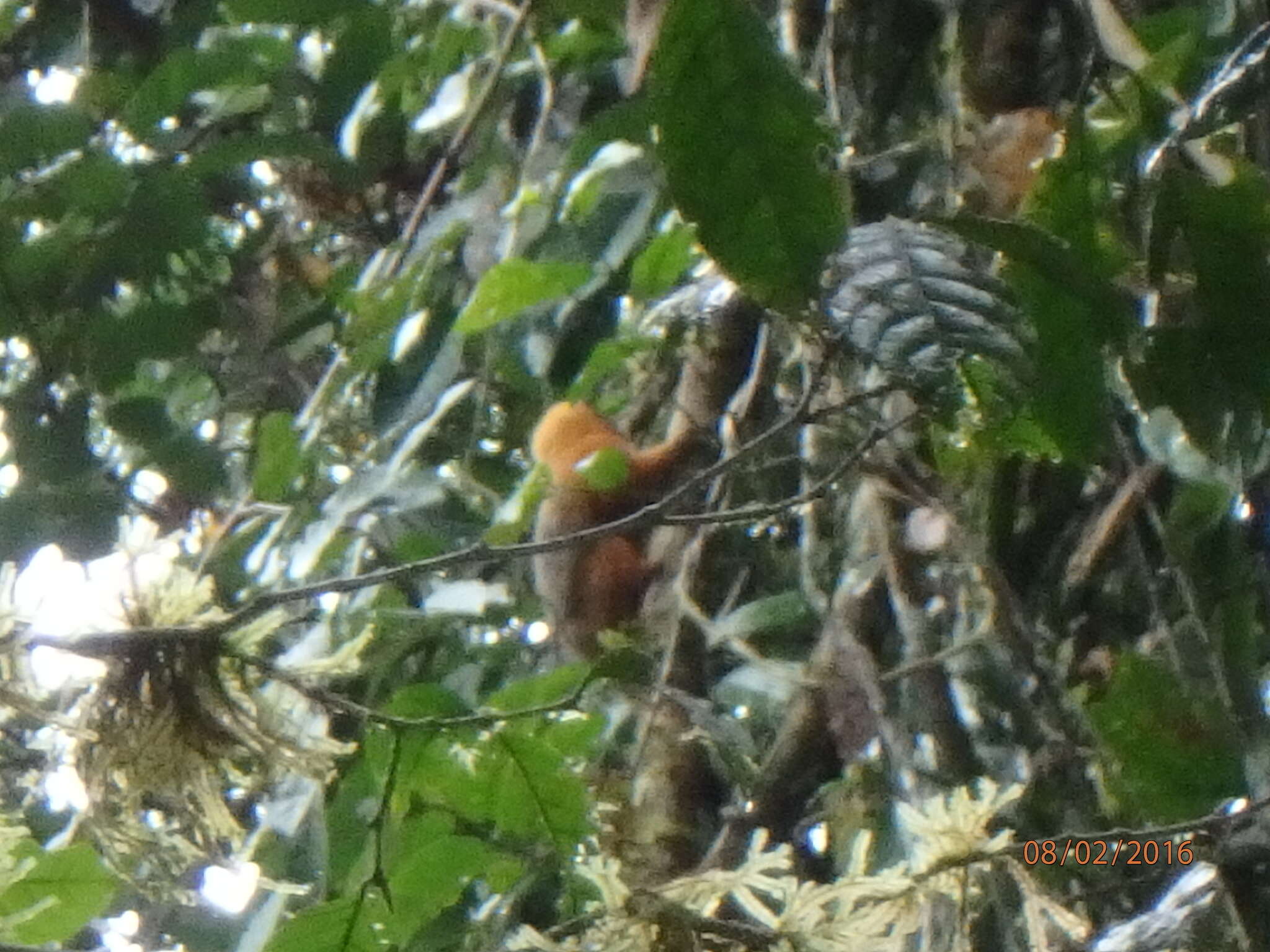 Image of golden-mantled tamarin