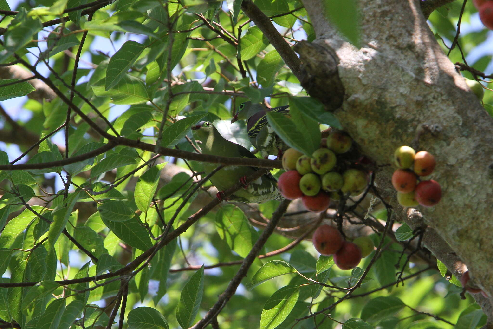 Image of Thick-billed Green Pigeon