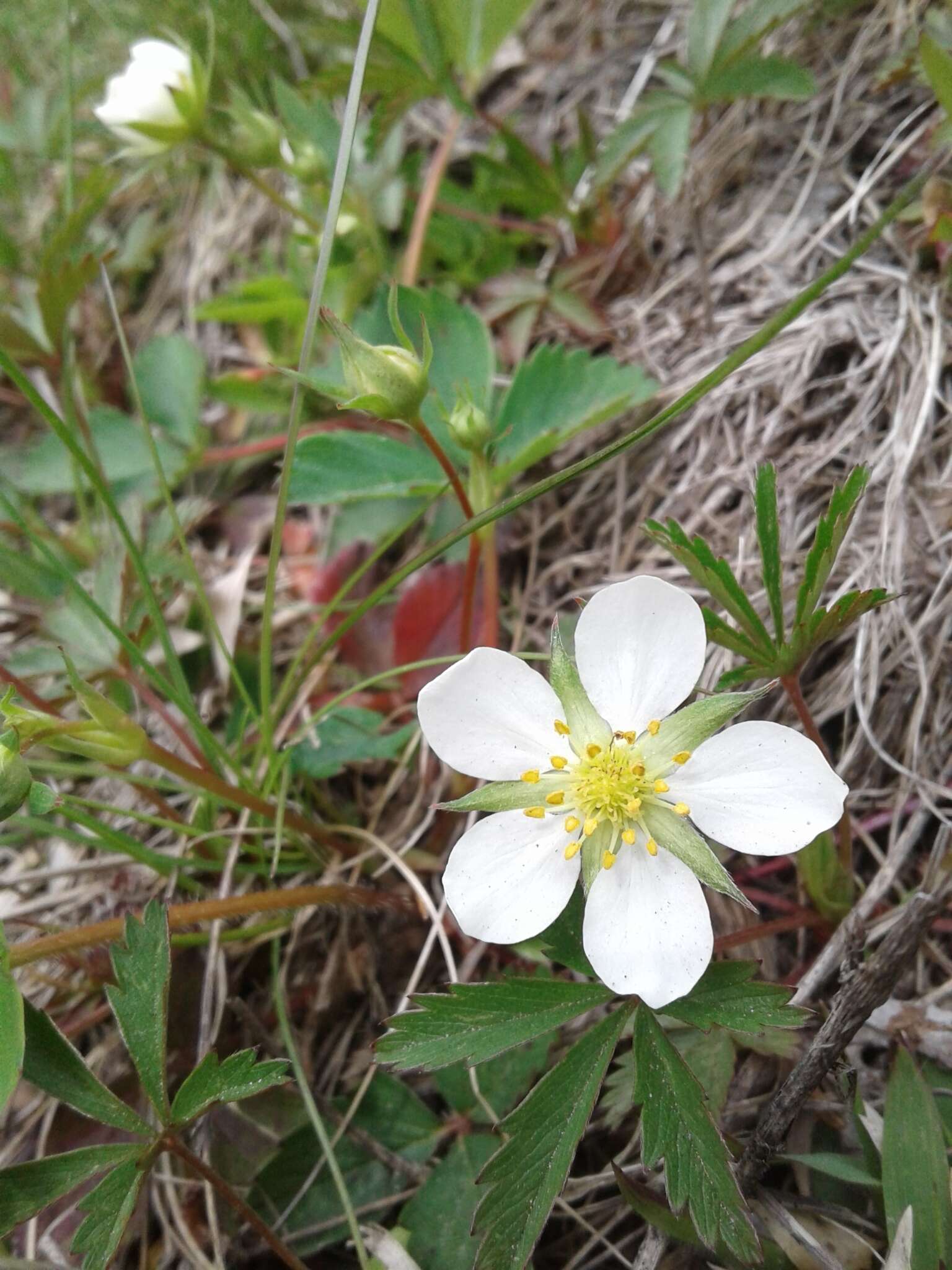 Слика од Fragaria virginiana subsp. virginiana