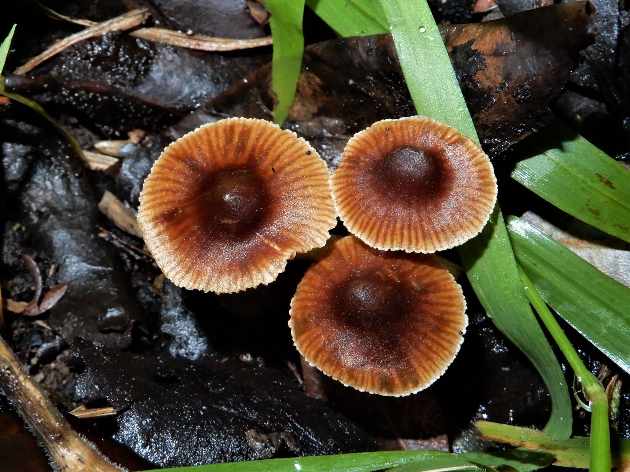 Cortinarius waiporianus Soop 2013的圖片