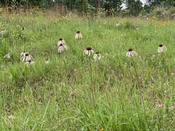 Image of sanguine purple coneflower