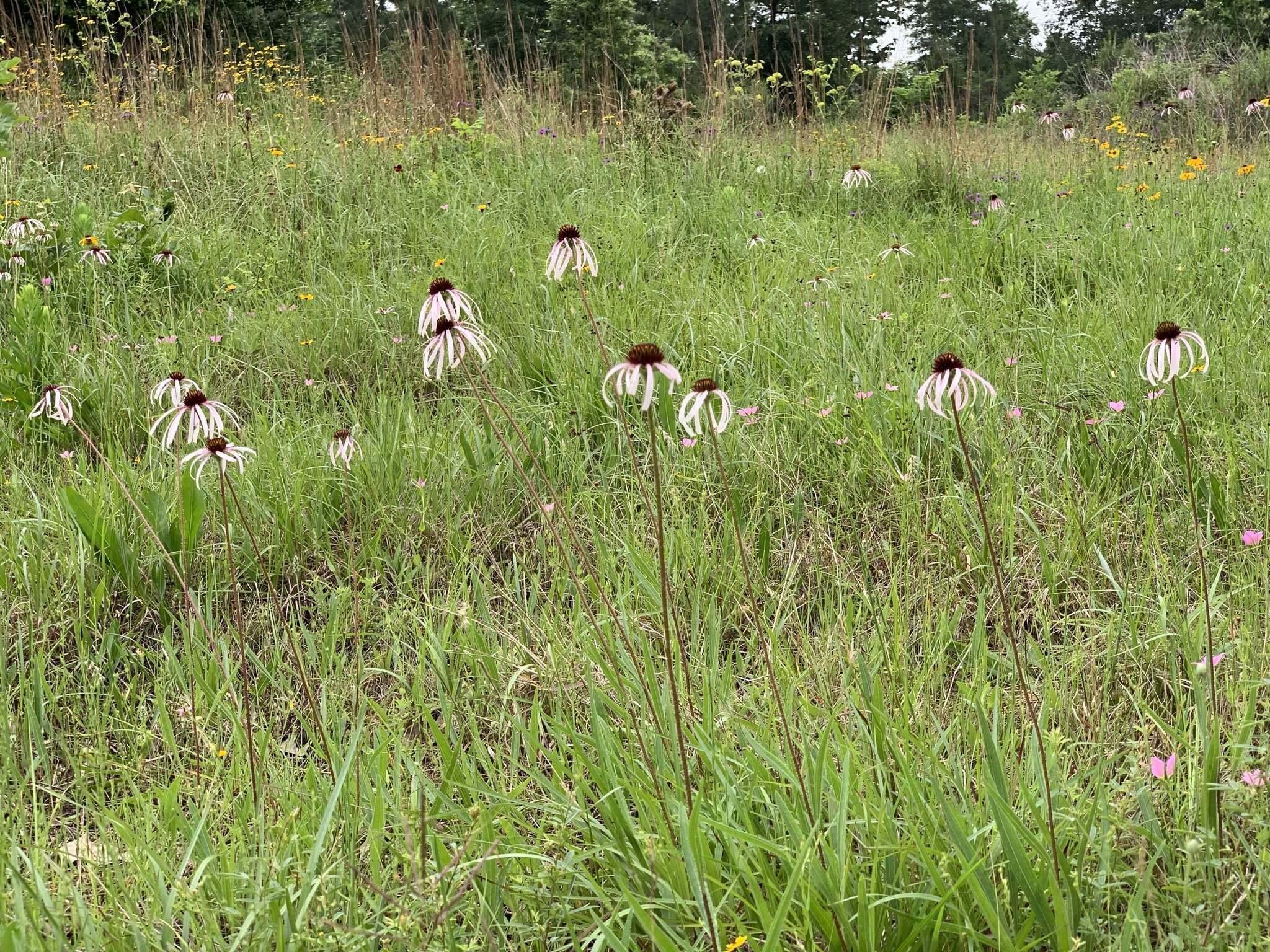 Image of sanguine purple coneflower