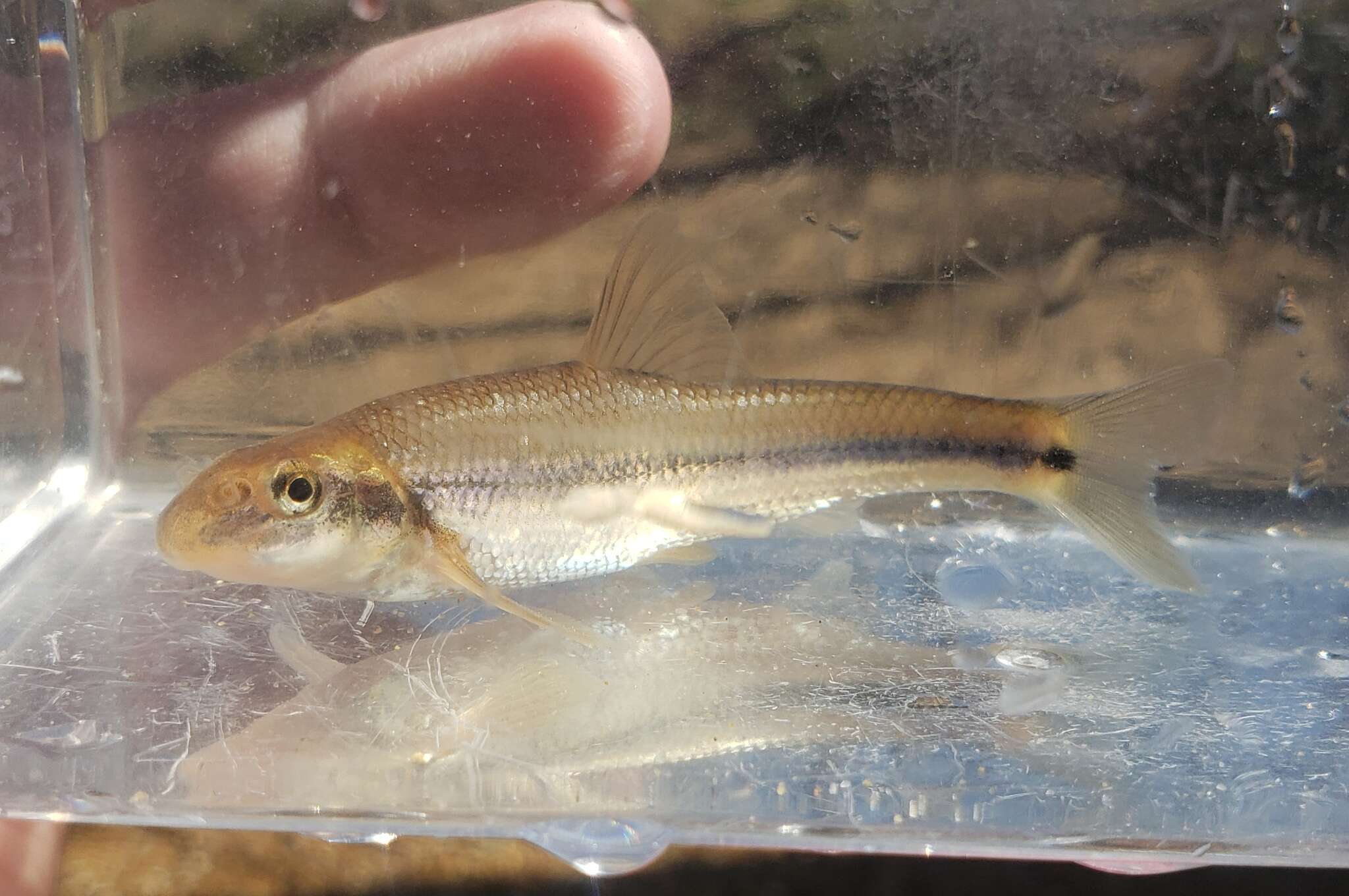 Image of Suckermouth Minnow