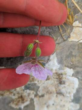 Imagem de Erodium daucoides Boiss.