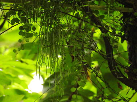 Image of tassel fern