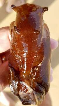 Image of banded sea hare