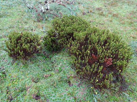 Image of Hypericum lancioides Cuatrec.