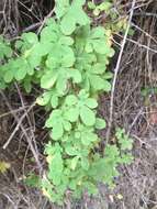 Image of Tropaeolum ciliatum Ruiz & Pav.