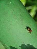 Image of Evarcha flavocincta (C. L. Koch 1846)