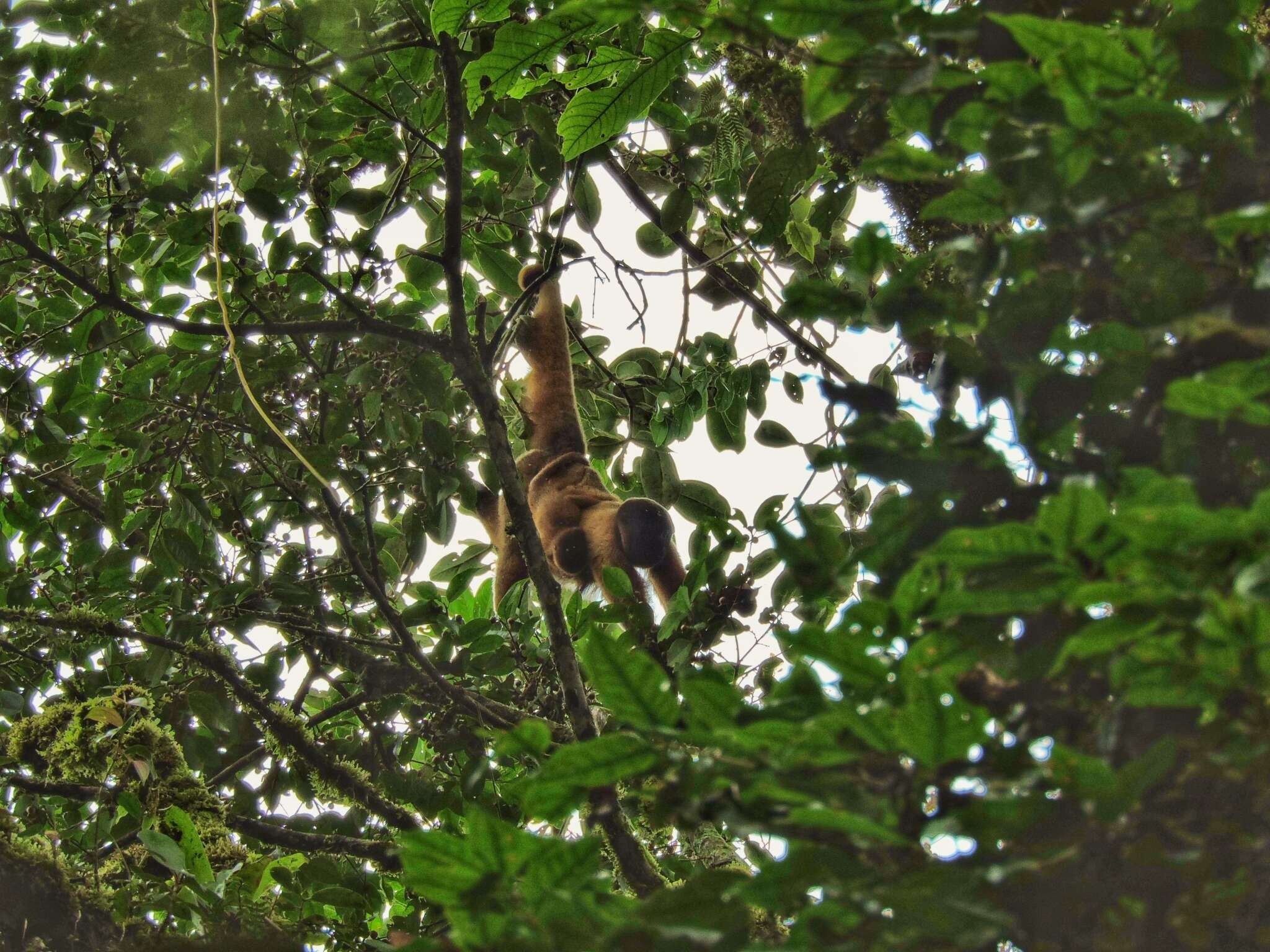 Image of Poeppig's Woolly Monkey