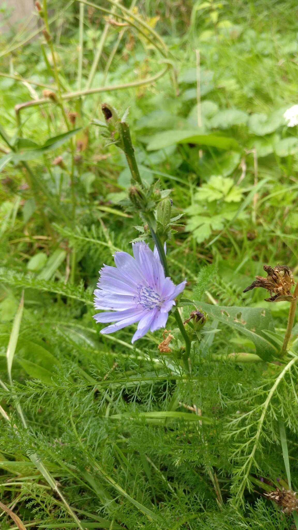 Lactuca perennis L. resmi