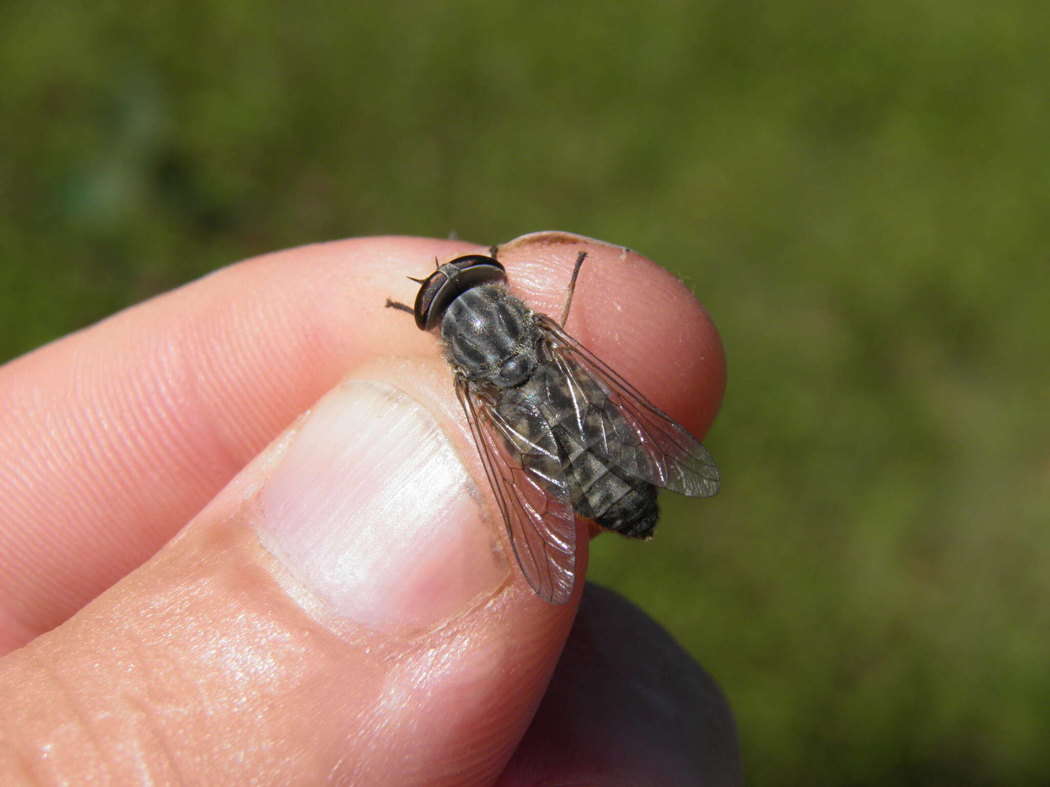 Image of Tabanus bromius Linnaeus 1758