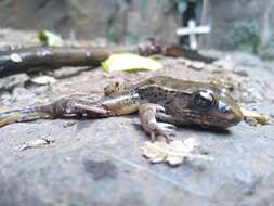 Image of Lithobates magnaocularis (Frost & Bagnara 1974)