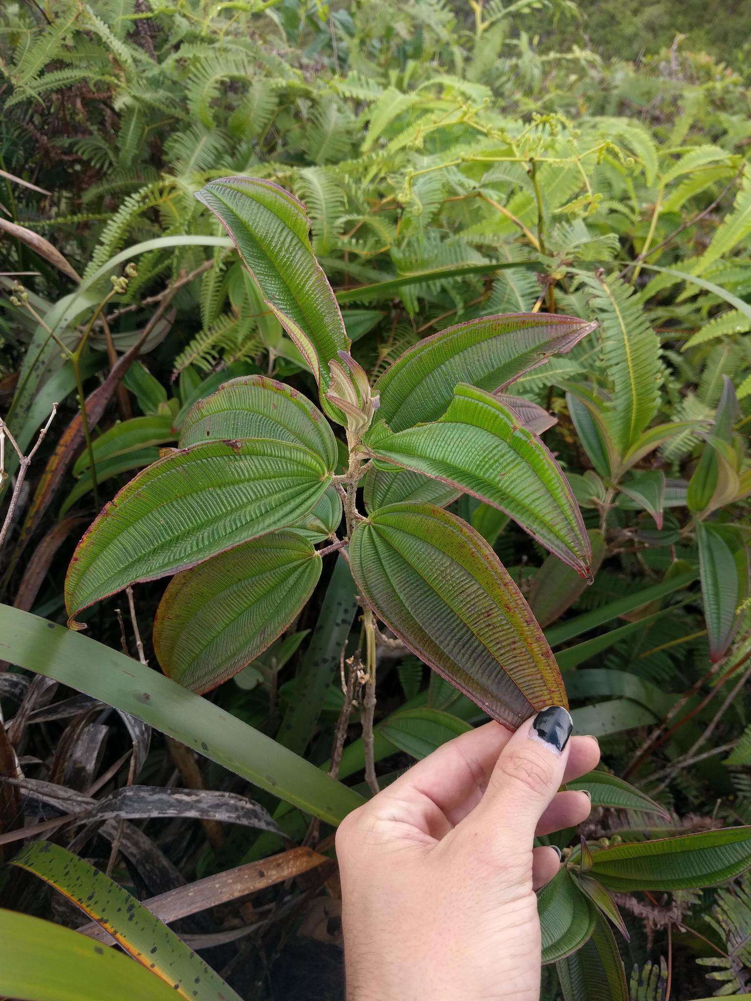 Image de Oxyspora paniculata (D. Don) DC.