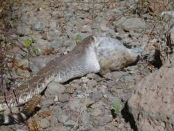 Imagem de Crotalus ruber lucasensis Van Denburgh 1920