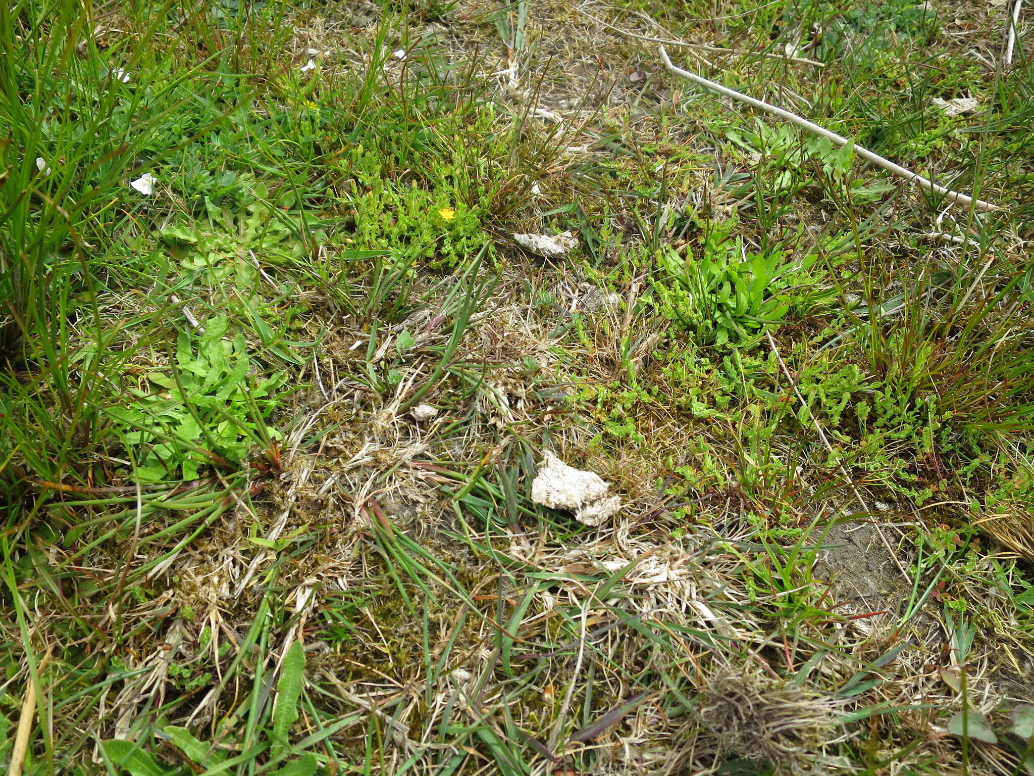 Image de Hypericum japonicum subsp. japonicum