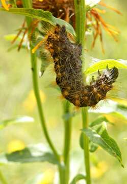 Acronicta auricoma Schiffermüller 1776 resmi