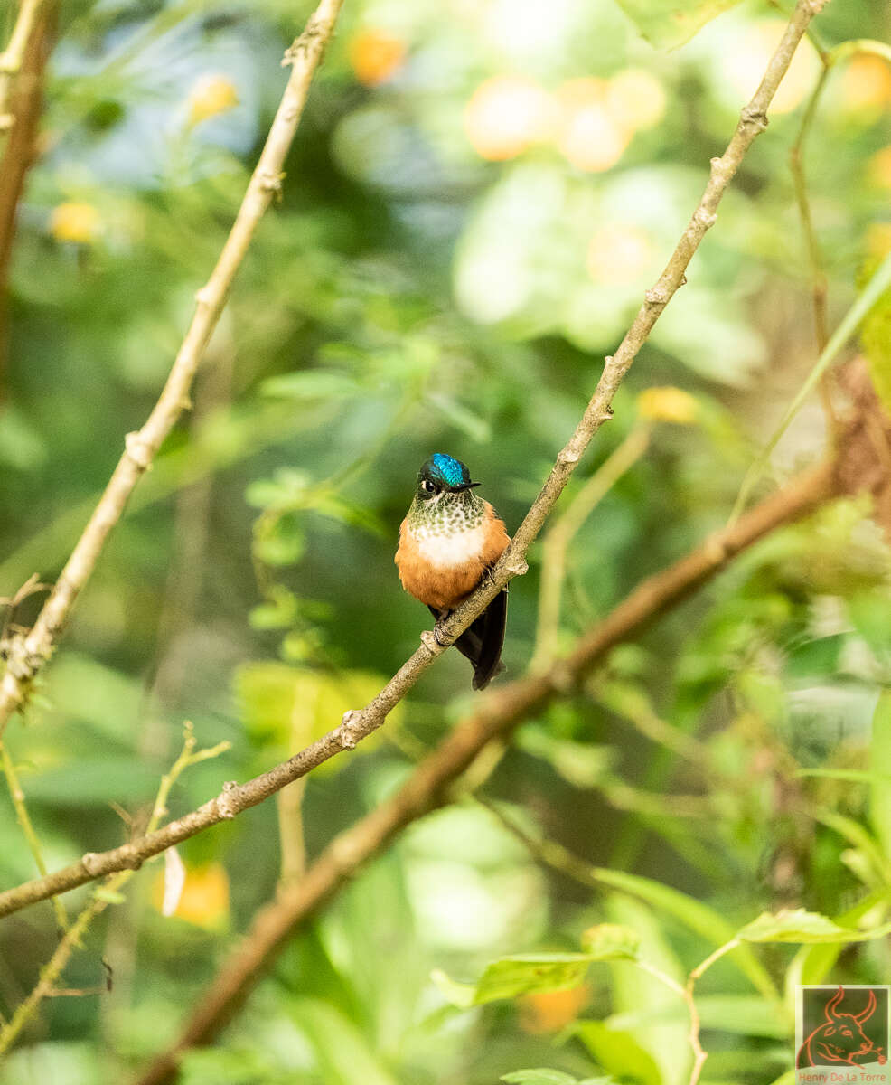 Слика од Aglaiocercus coelestis (Gould 1861)